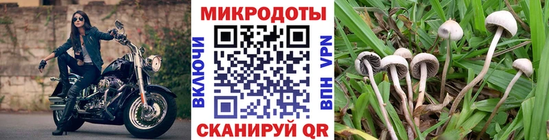 Псилоцибиновые грибы Psilocybe  Сясьстрой 